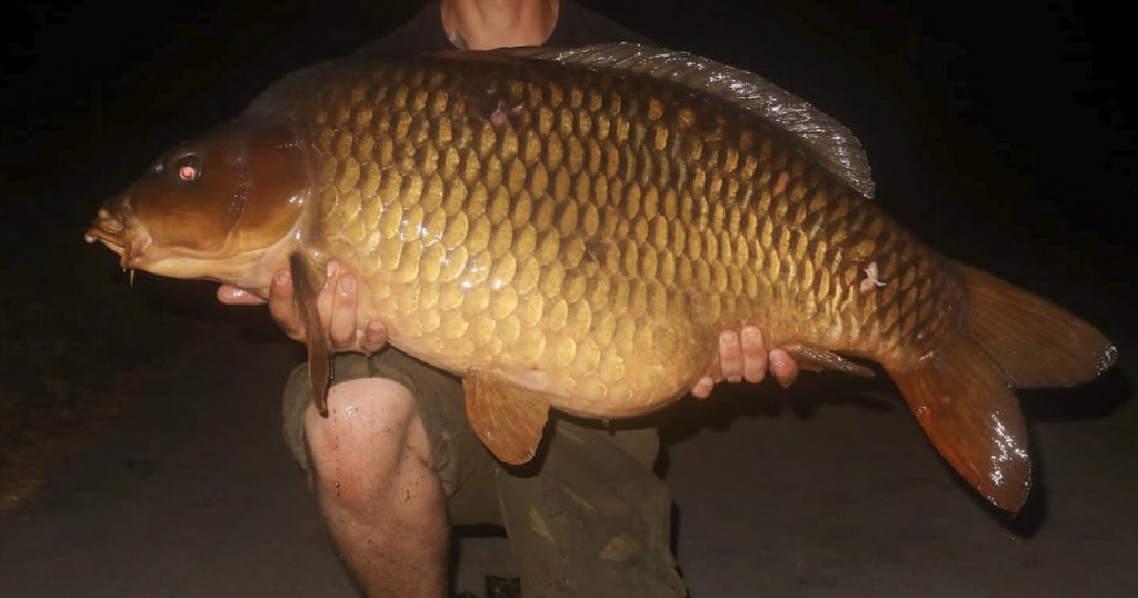 Daiwa Fish of the Week Entries 2024 #37 Common Carp, Bull Huss, Salmon, Ferox, Perch, Monkfish, Brown Trout, Black Bream, Skate, Pike, Dover Sole, Tiger Trout, Bass, Flapper Skate