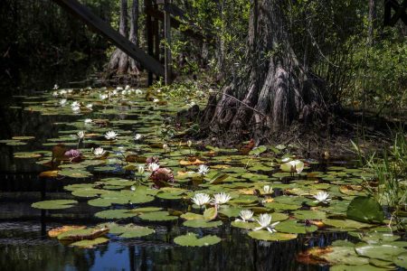 Explainer: The 11th hour approaches for the Okefenokee | Hatch Magazine