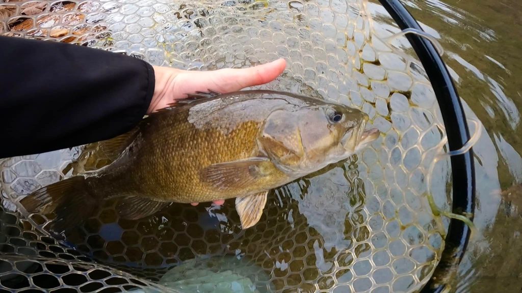 How to Find and Fish for Smallmouth in Cold Water